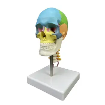 Žmogaus spalvotos galvos kaukolės anatominis modelis su kaklo slanksteliu švietimui Dropship - Nuotrauka 1  