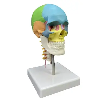 Žmogaus spalvotos galvos kaukolės anatominis modelis su kaklo slanksteliu švietimui Dropship - Nuotrauka 2  