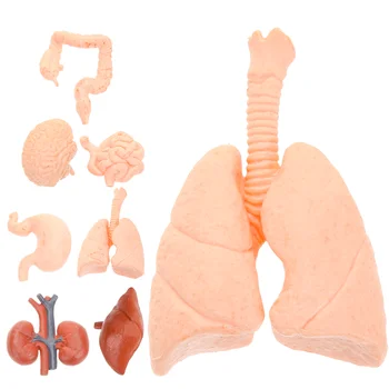 8 vnt Žmogaus organų modelio dekoras Dirbtinis manekenas Mokymo priemonė Modeliavimas PVC rekvizitai gydytojams Vaikų dekoravimo įrankiai - Nuotrauka 1  
