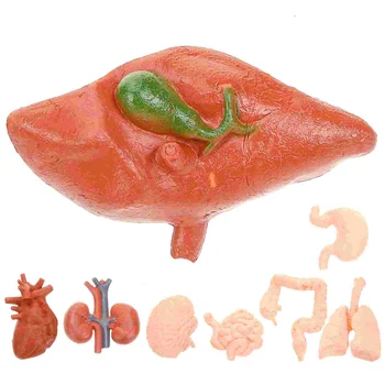 8 vnt Žmogaus organų modelio dekoras Dirbtinis manekenas Mokymo priemonė Modeliavimas PVC rekvizitai gydytojams Vaikų dekoravimo įrankiai - Nuotrauka 2  
